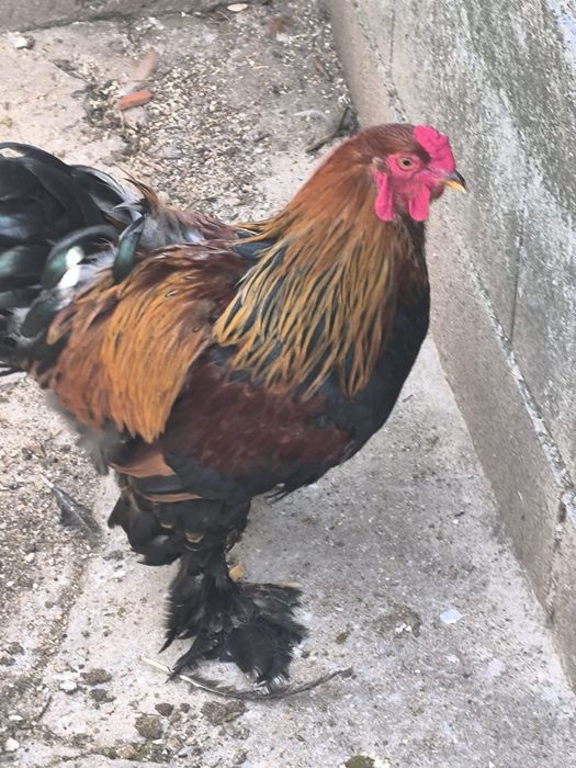 Galo wyandotte e Brahma com 9 meses