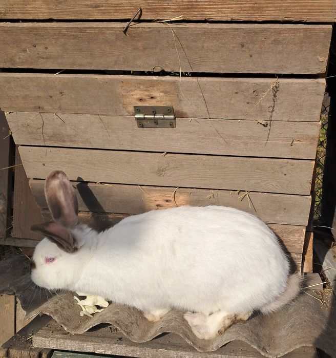 Кролики парувального віку