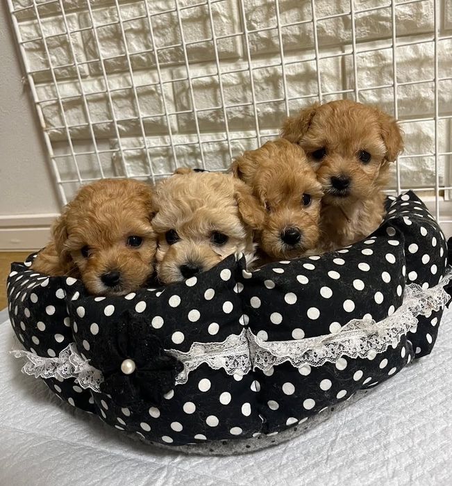 Малюки хлопці та дівчата той пудель