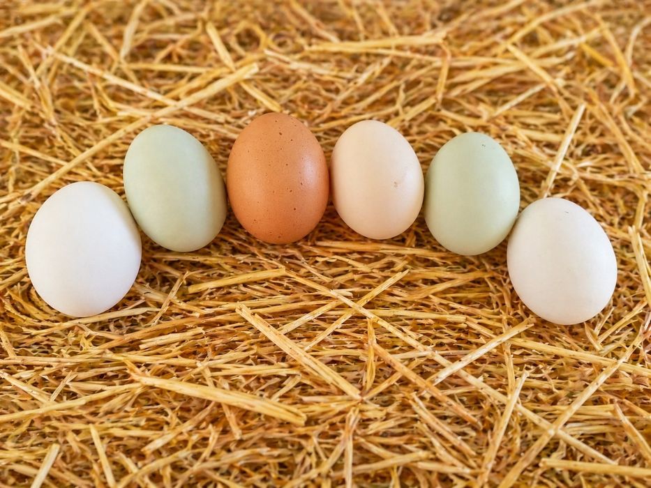 Jajka kurze z chowu domowego