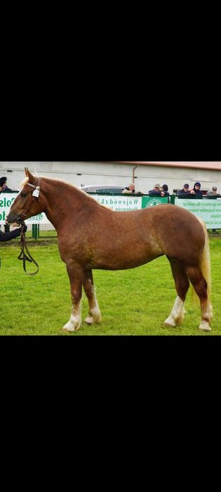 Klacze zimnokrwiste w typie sokólskim