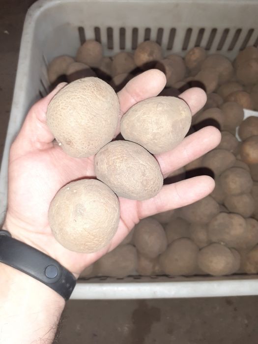 Vineta ziemniak wielkości sadzeniaka