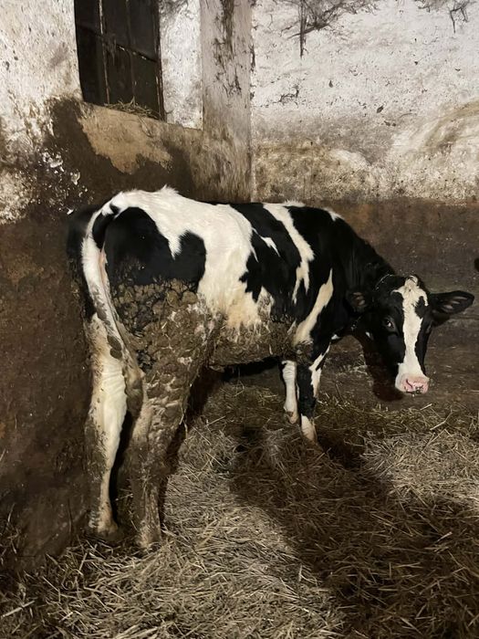 Jałówki cielne - 2 szt