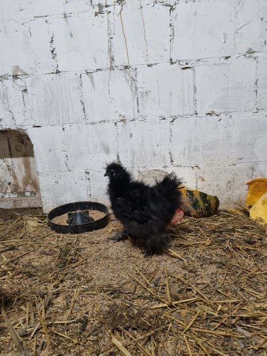 Kogut silki jedwabiste