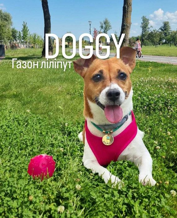 Газон DОGGY стійкий для собак спорт міні трава+ конюшина насіння 1кг