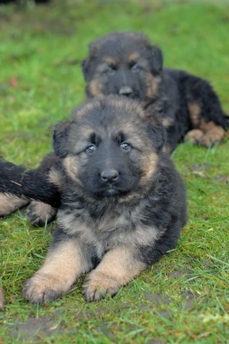 Owczarek niemiecki  długowłosy