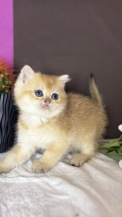 Котик золотої шиншили