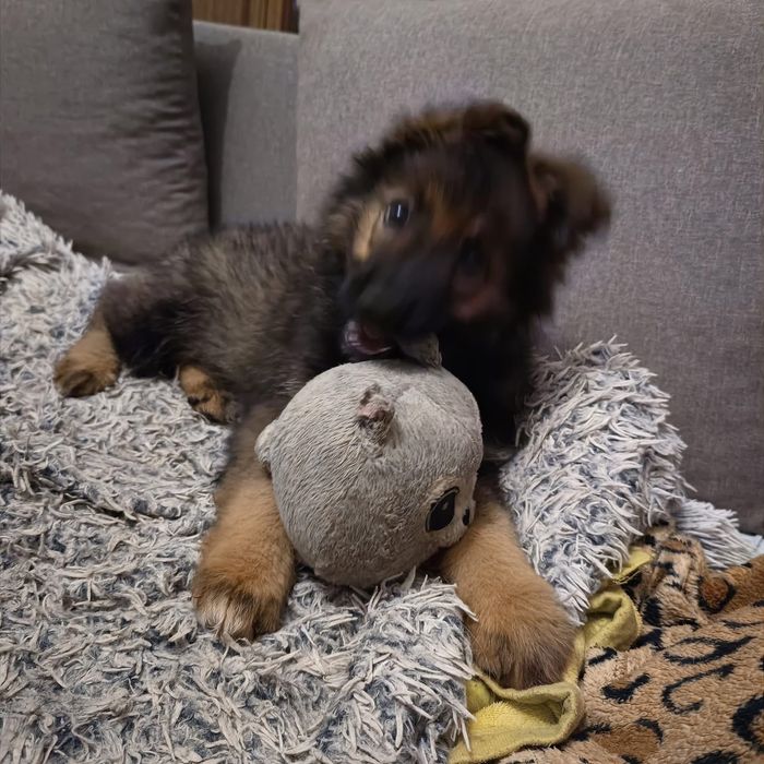 Szczeniak w typie Owczarek Niemiecki ,szuka domu.