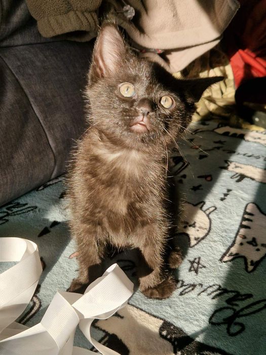 Кошеня, дівчина, чорного кольору Сіренький хлопчик Віддам. Безкоштовно