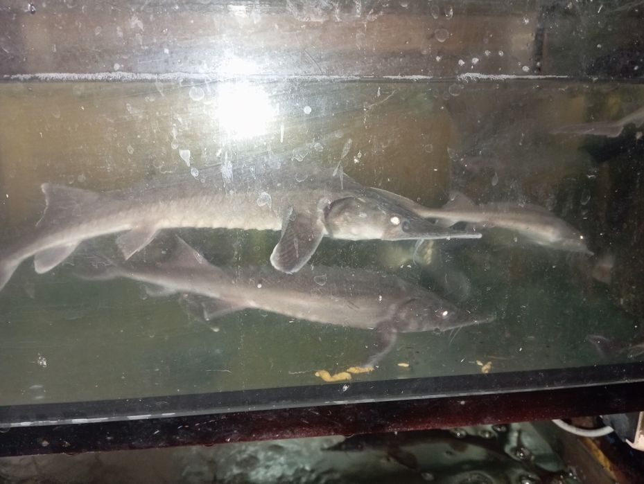 Jesiotr rosyjski.sterleti.kroczek