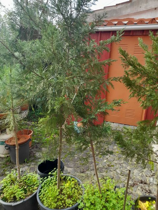 Pinheiros mansos em vaso