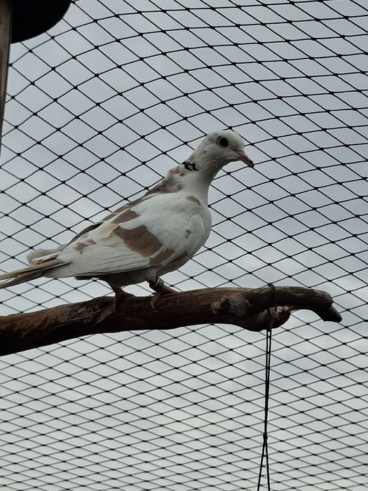 Gołąbki cukrusie samczyk