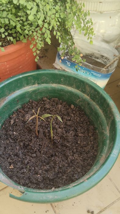 Plantas mangas e piripiri barato