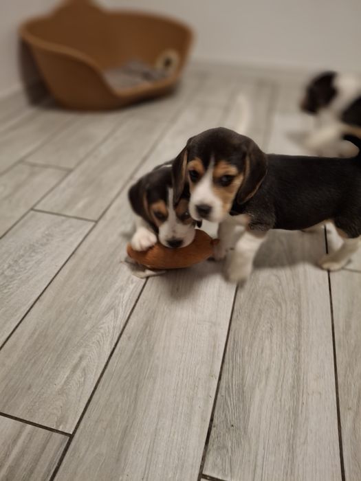 Beagle suczka rodowód