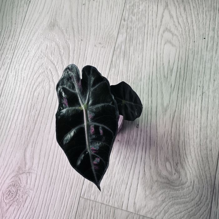 Алоказия  дітки різні сорти