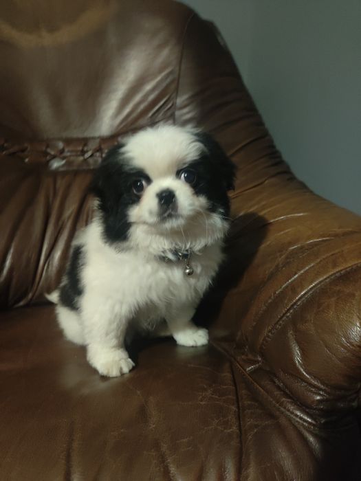 Japan Chin szczeniak