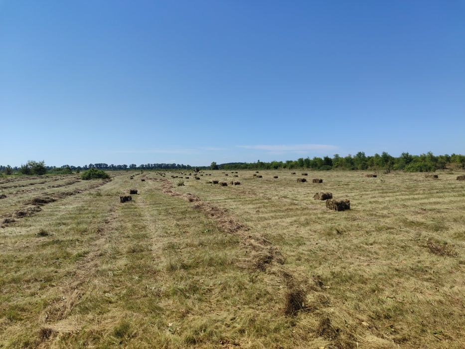 Продам сіно сено тюки 20кг  доставка