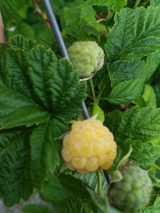 Framboesas Amarelas - Rubus Idaeus