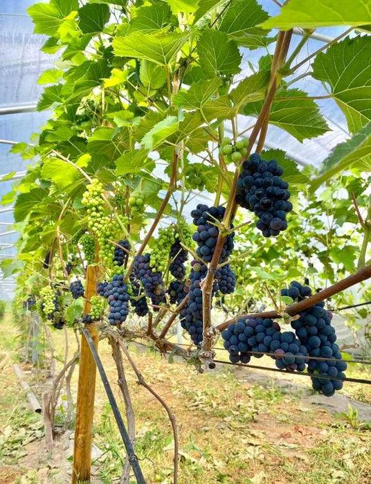 WINOROŚL LEON MILLOT Vitis - sadzonki w doniczkach