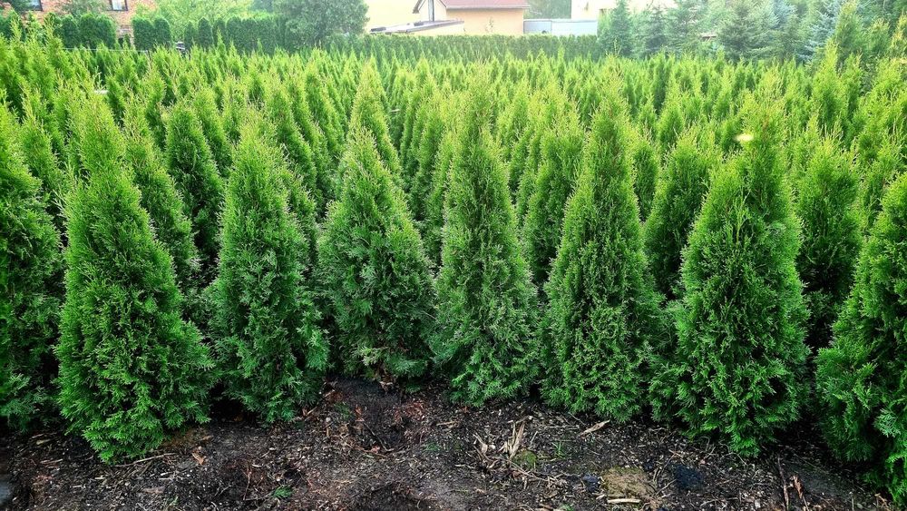 Tuje Tuja Szmaragd 140cm.