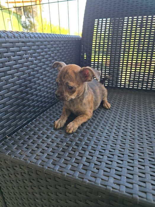 Pinscher Miniatura Macho