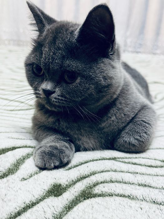 Шотландська прямовухадівчинка/Scottishstraightgirl/Шотландські кошенят