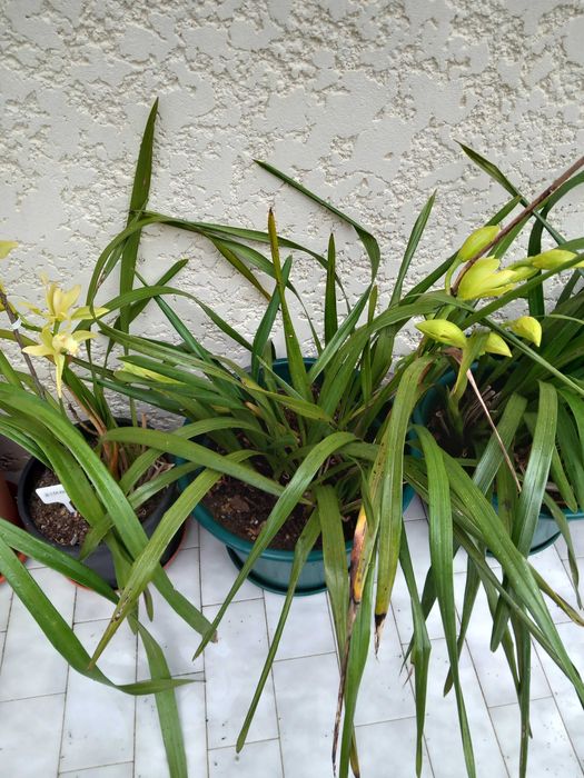 Vasos novos de Orquideas amarelas