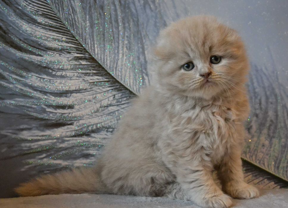 Ласковый мурчун шотландский.