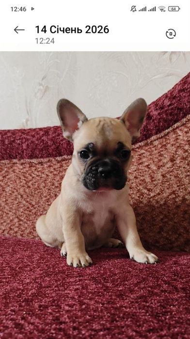 Французький бульдог