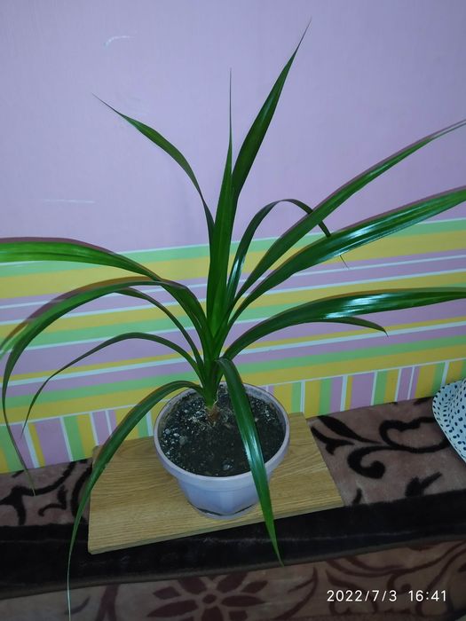 Пальма панданус.