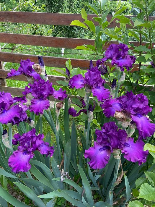 Іриси високорослі та низькорослі