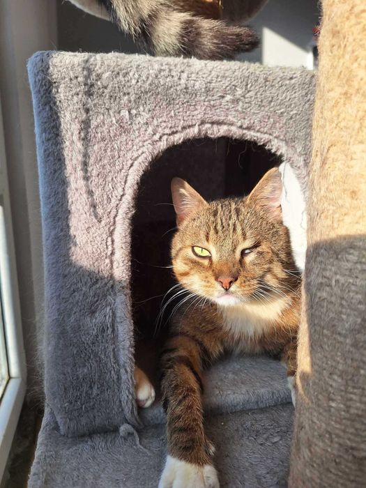 Pokochaj KULISIA - kocurka z niedowładem nóżek