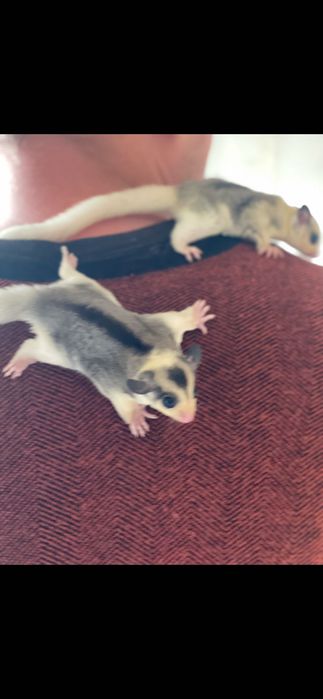 Lotopałanka mozaic sugar glider