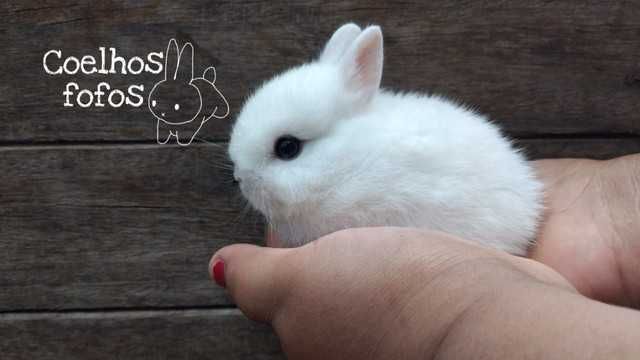(KIT) Coelhos anões mini hôlandes e mini lindíssimos