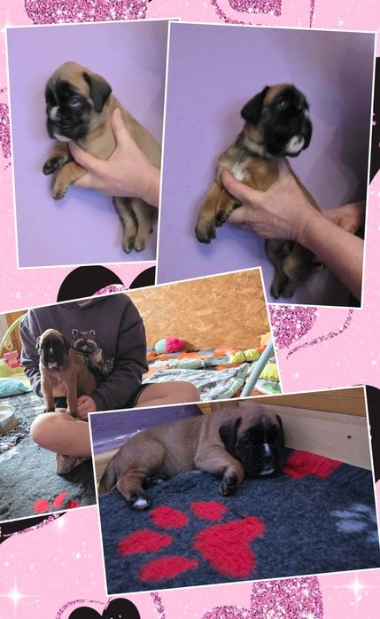 Bokser - suczka ZKwP