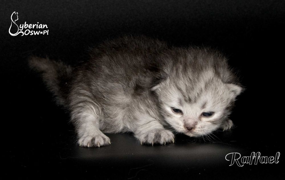 Syberyjski kociak – Raffael ZAREZERWOWANY