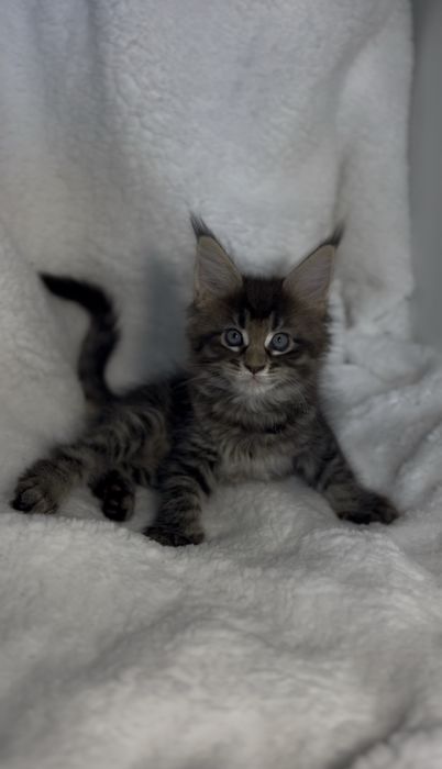 Kotka Maine Coon FPL