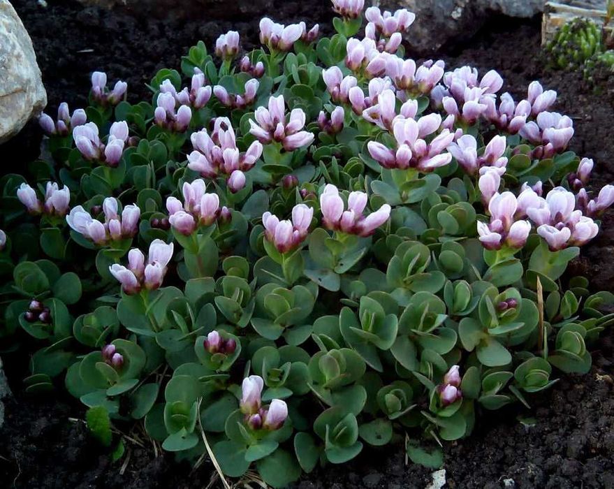 Обрієта,дзвоники  і інші садові рослини.