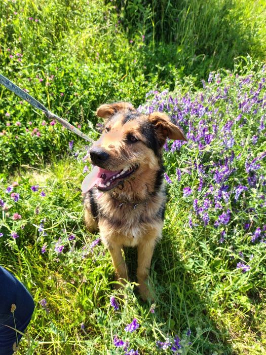 Lampo - młodość i energia w czystej postaci czeka na dom