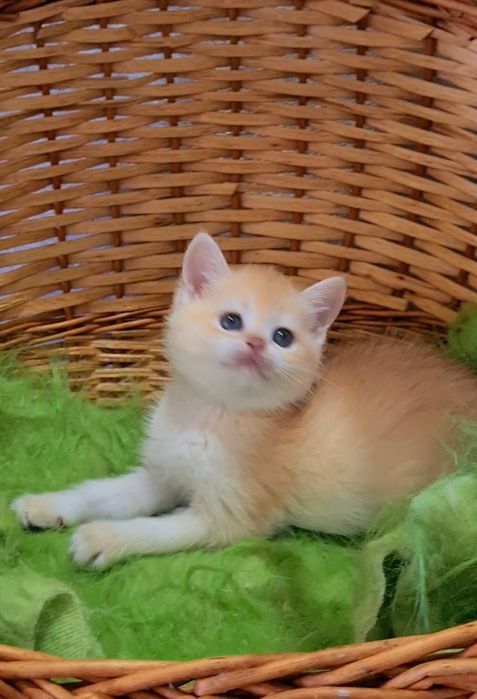 Яркая девочка шиншилла ny12