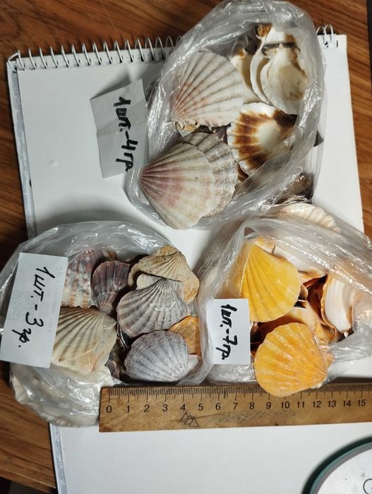 Ракушки гребешки океанические и черноморские