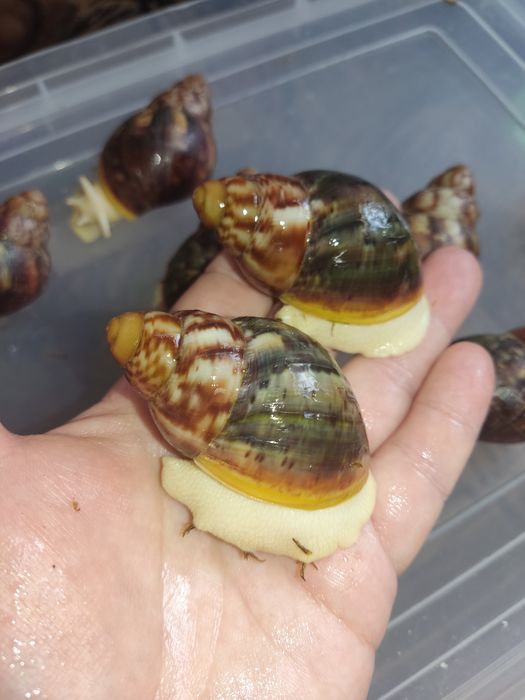 Продаж равлеків Бенін 250 гр пара..