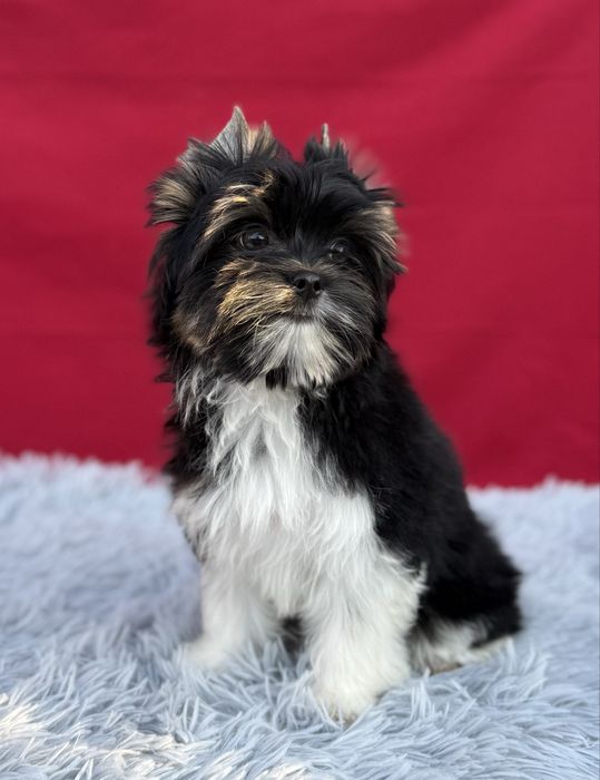Suczka York Biewer z rodowodem Yorkshire Terrier Yorki