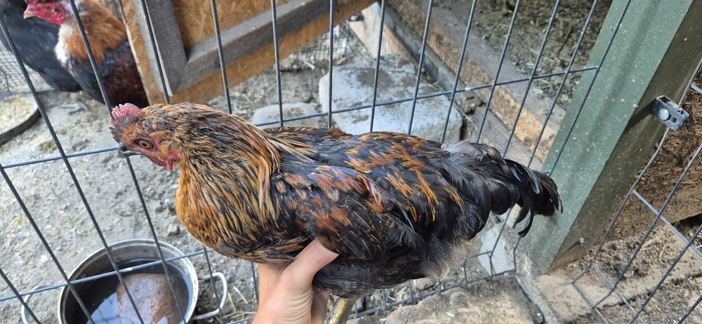 Pary kur marans , arakuana bezogoniasta  , włoszka