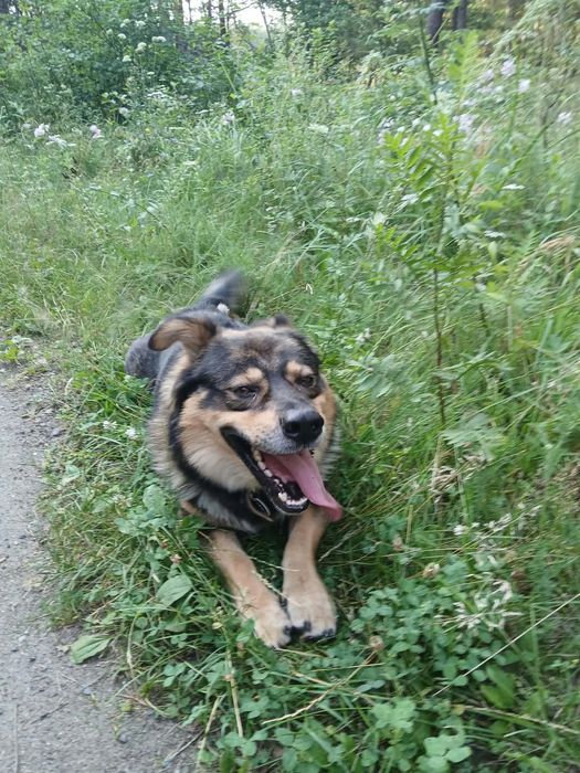 Teddy do adopcji