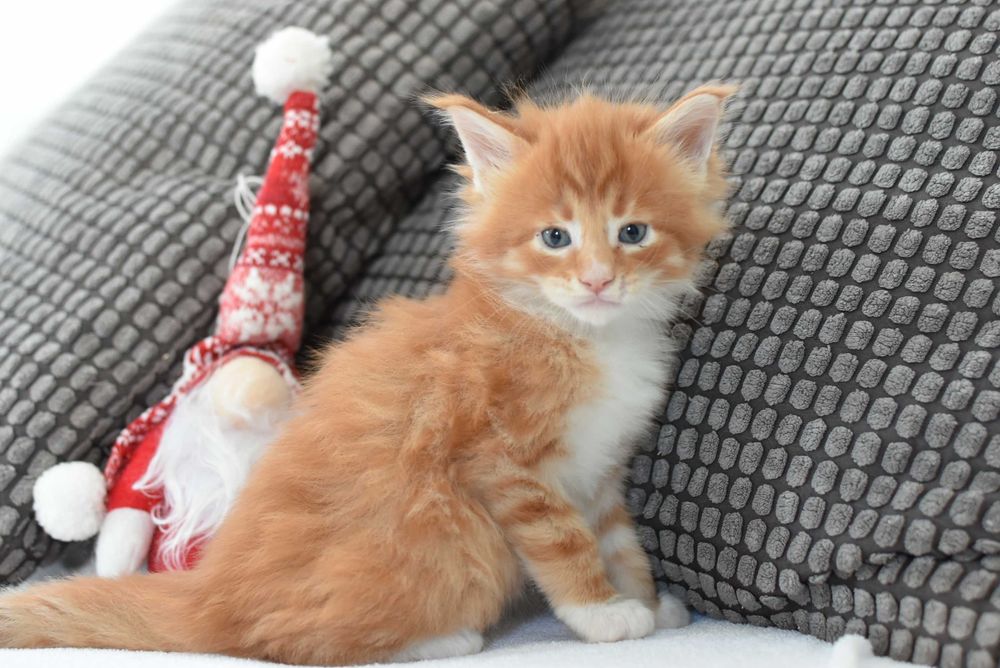 Kocurek Maine Coon/Rodowód FPL