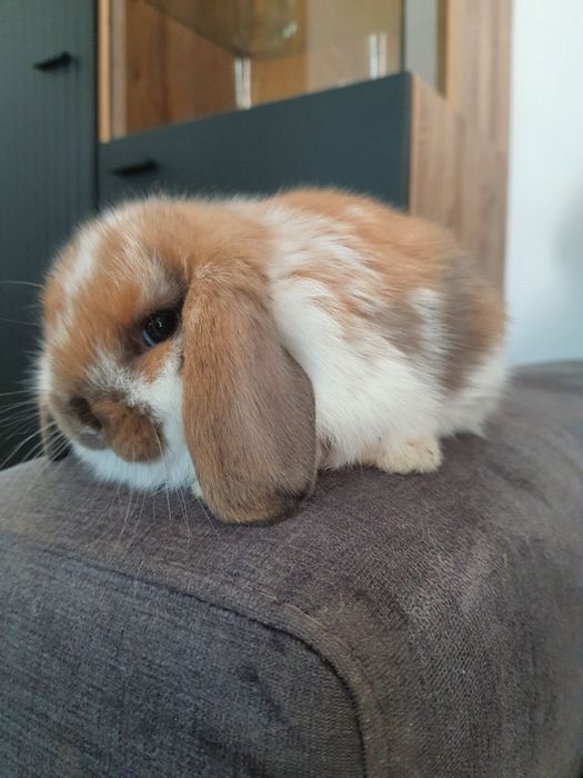 Króliki baranek miniaturka karzełek mini lop. Cena CAŁKOWITA.