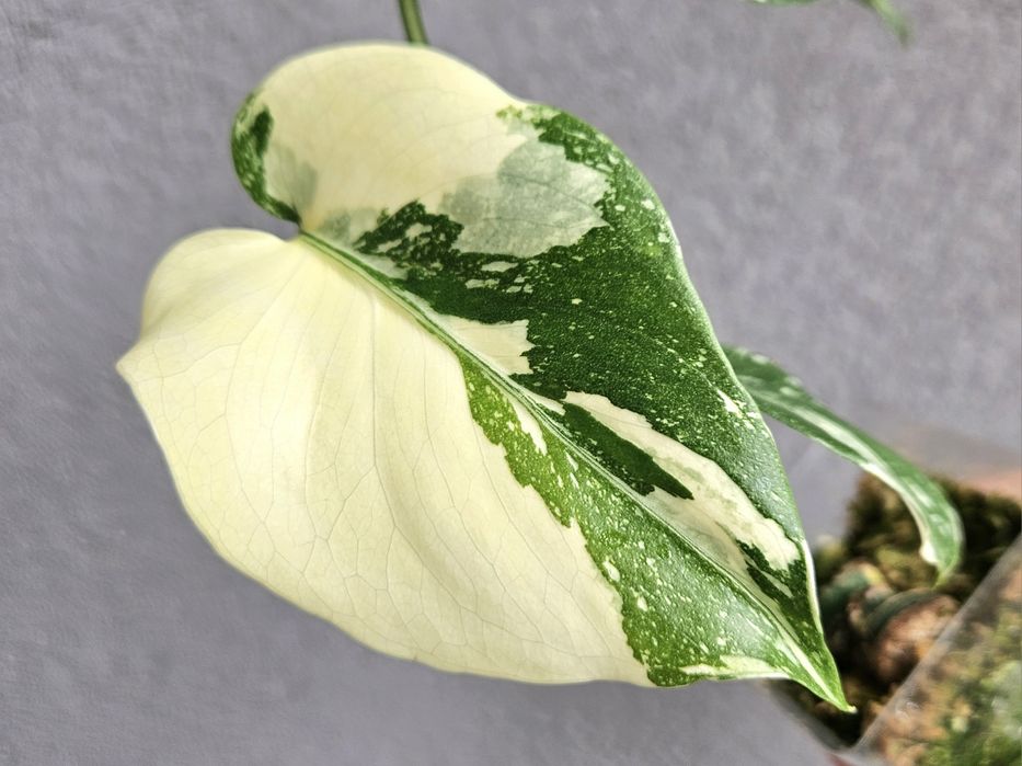 Monstera Thai Mutation noID 3 listna sadzonka + drugi węzeł