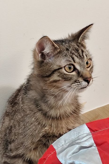 Parmezan i Chedar czekają na dom