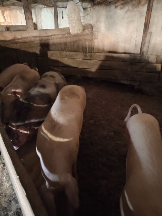 Приміщення свиноферми с.Юрки.Кременчуцького рн